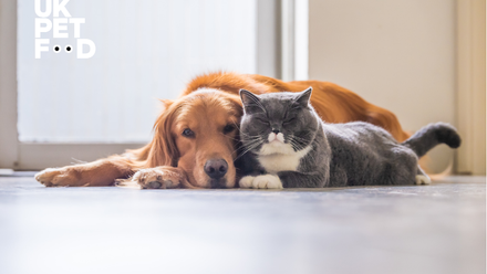 dog and cat news 