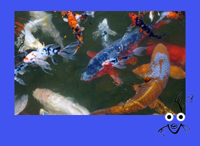 FISH frame with illus_IMAGE BUTTON not text_Koi.png