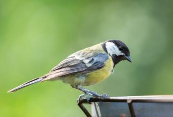 shutterstock2021355017_BLUE TIT.jpg