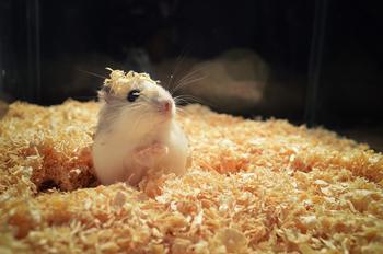 hamster-4017846_1280.jpg