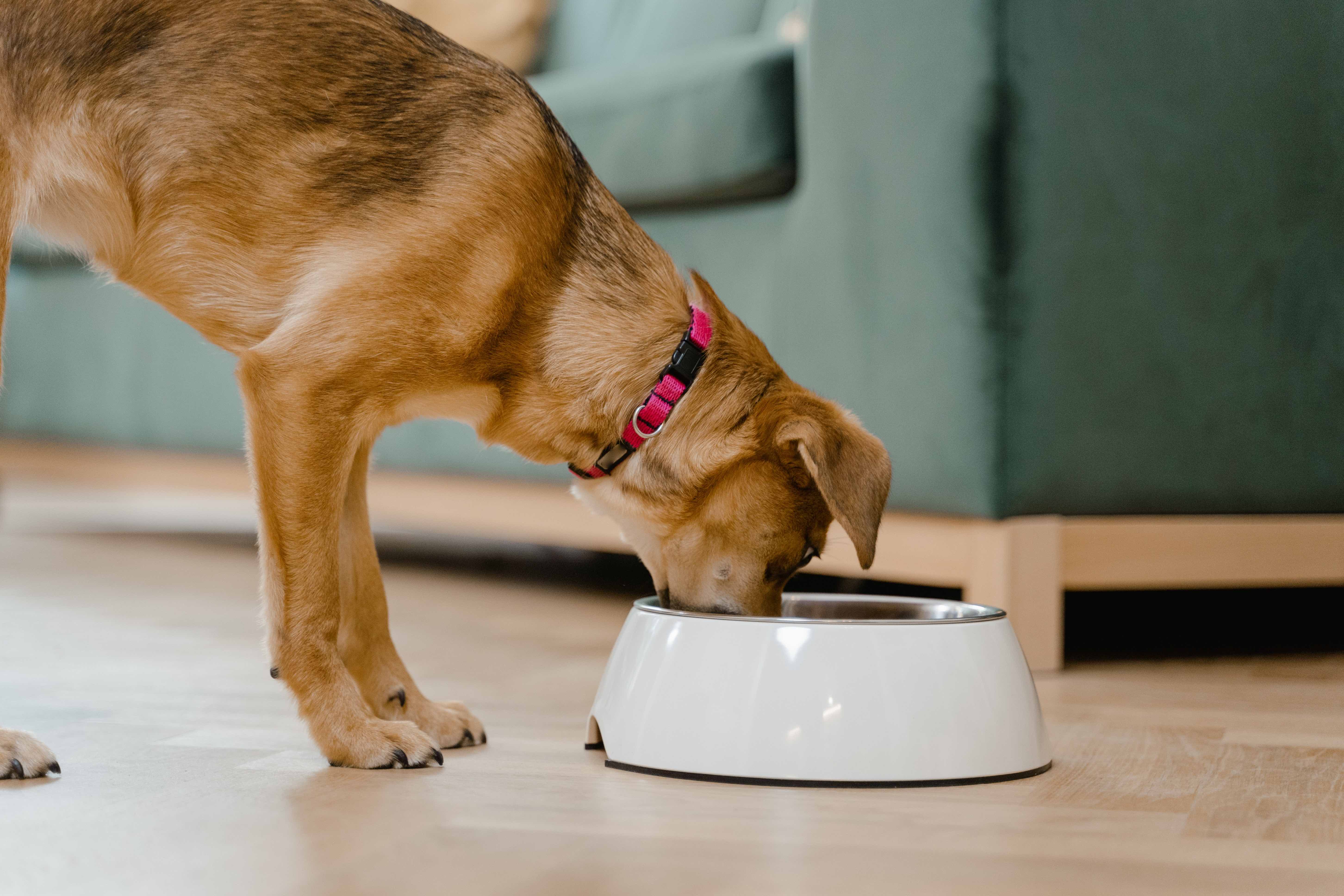 dog eating from bowl.jpg