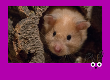 SMLL MAMMAL frame with illus_IMAGE BUTTON not text_Hamster 2.png