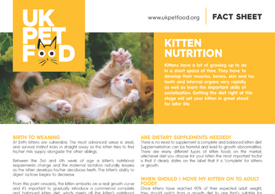 Weaning hotsell kittens uk