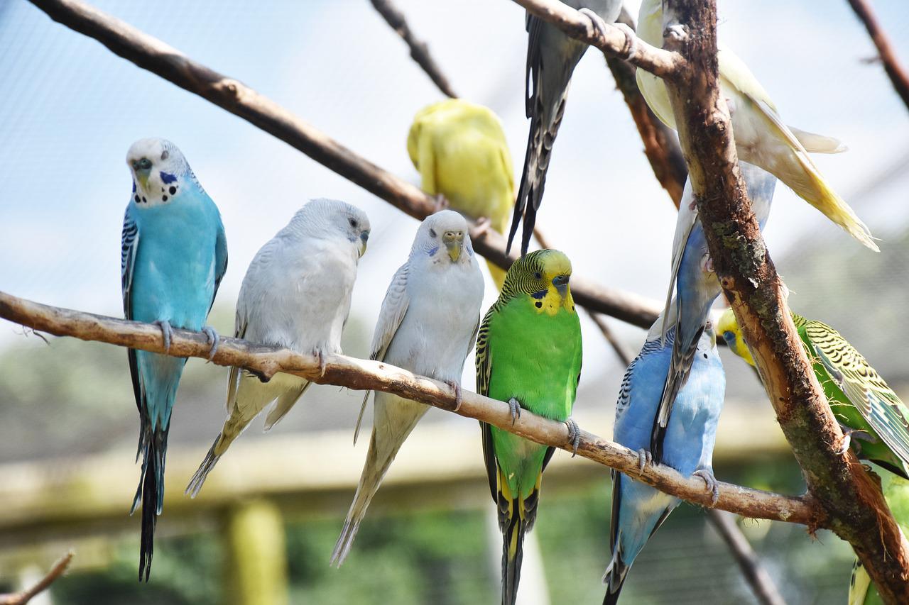 parrots-4235892_1280.jpg