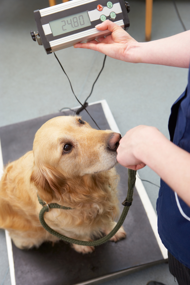 dog on scales - shutterstock