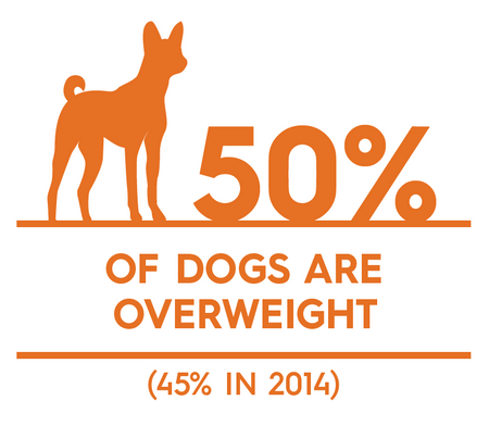 Obesity % by species_Dog.png