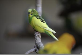 lovebird-6962744_1280.jpg