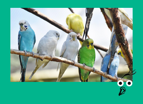 BIRD frame with illus_IMAGE BUTTON not text_Budgies.png