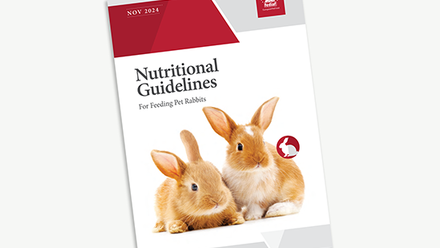 Rabbit Welfare Guidelines Image.png