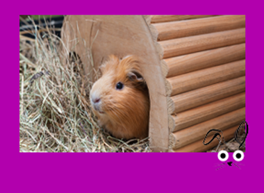 SMLL MAMMAL frame with illus_IMAGE BUTTON not text_Guinea+Hay 1.png