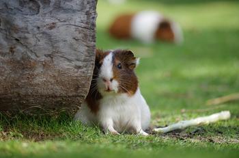 guinea-pig-2513177_1280.jpg