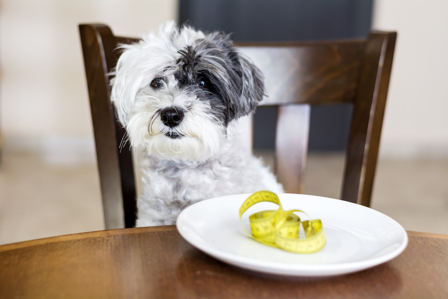 adorable-dog-plate-with-measuring-tape.jpg