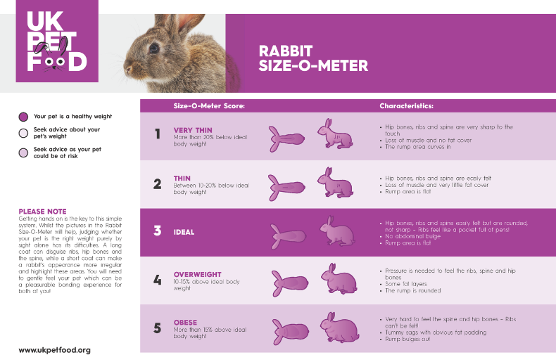 Rabbit Size-O-Meter