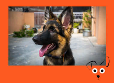 DOG frame with illus_IMAGE BUTTON not text_Alsatian.png