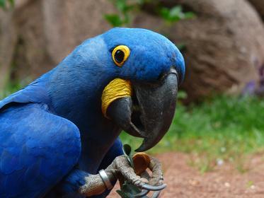 blue-macaws-g316b84909_1920.jpg