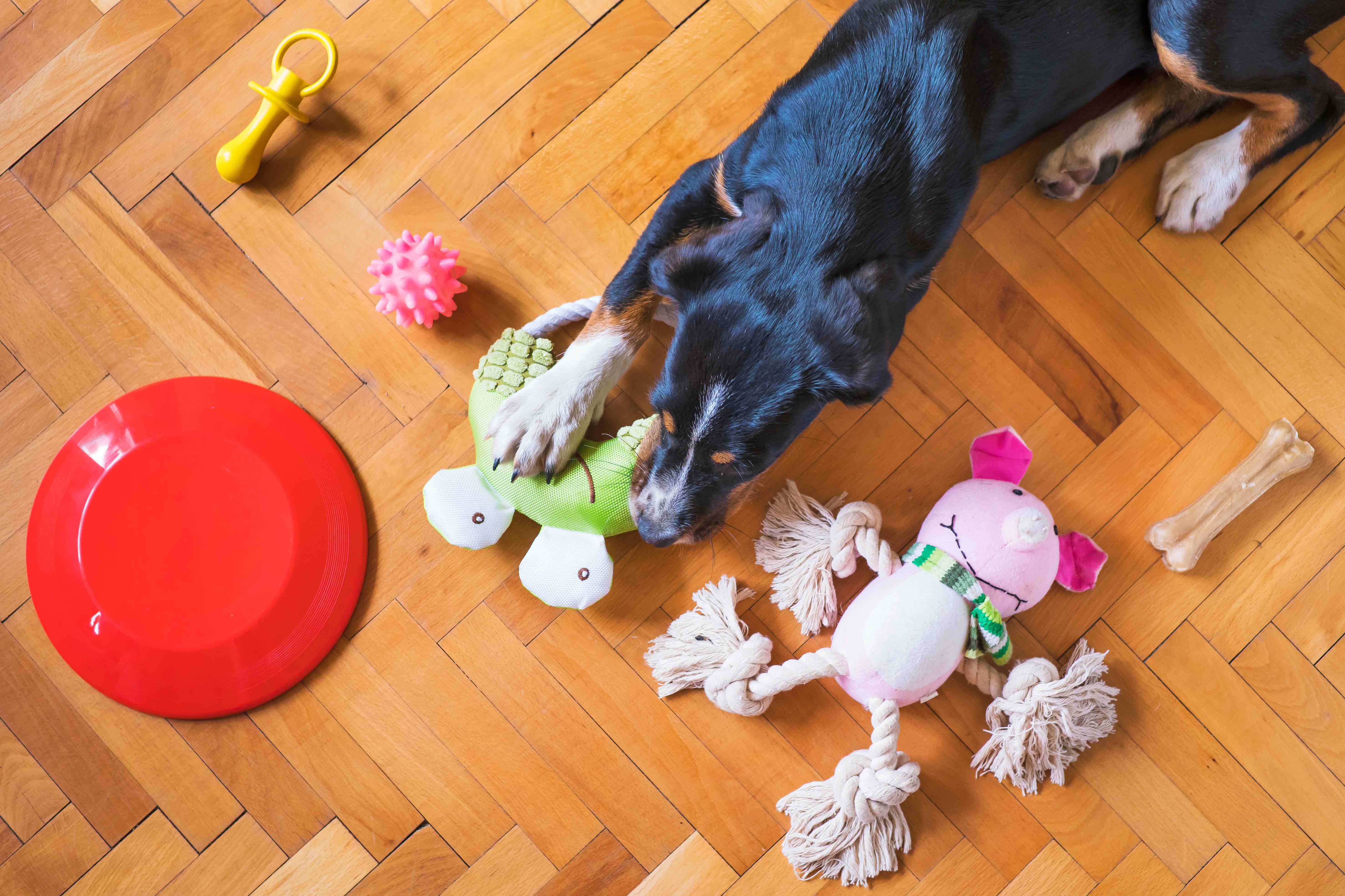 dog enrichment toys.jpg